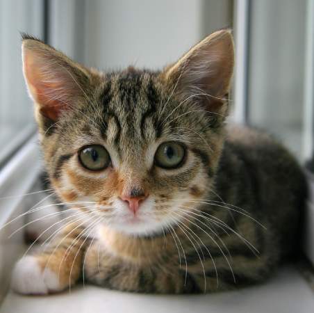 Placeholder kitteh
